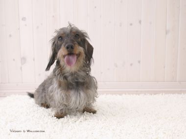 吐舌微笑的刚毛腊肠犬居家萌宠写真