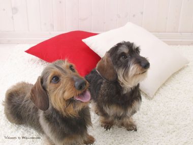 Two Cute Wirehaired Dachshunds Home Pet Photo Wallpaper