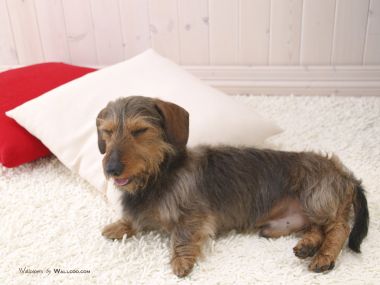 Wirehaired Dachshund Napping On Fluffy Carpet