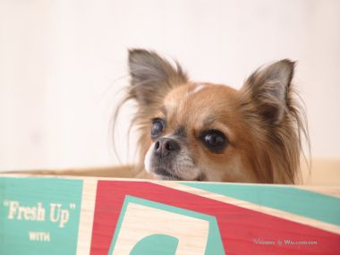Long Haired Chihuahua Hiding In Wooden Box Cute Pet Portrait