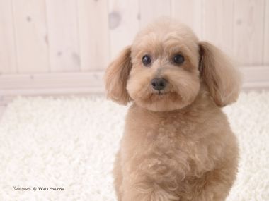 Cute Light Brown Teddy Poodle Home Pet Photo