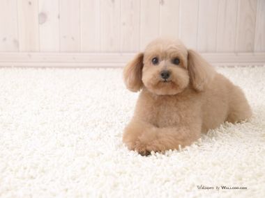 Light Brown Poodle Cute Pet Home Wallpaper