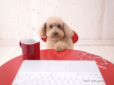 居家办公场景可爱浅棕色泰迪犬萌宠壁纸