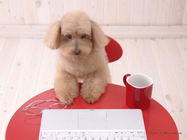 假装居家办公的浅棕色泰迪犬趣味萌宠壁纸
