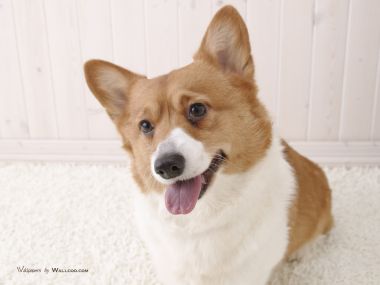居家可爱威尔士柯基犬高清写真壁纸