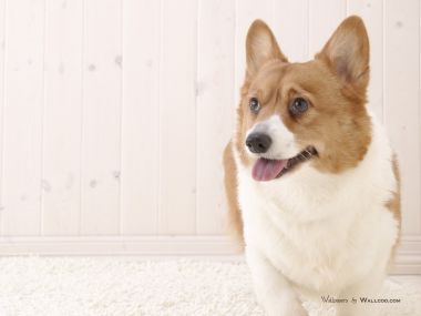 居家场景可爱威尔士柯基犬高清写真壁纸