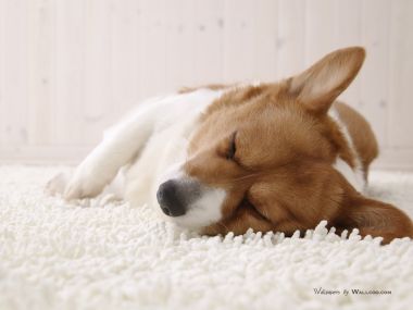 趴在白色毛绒地毯上熟睡的柯基犬 温馨宠物摄影