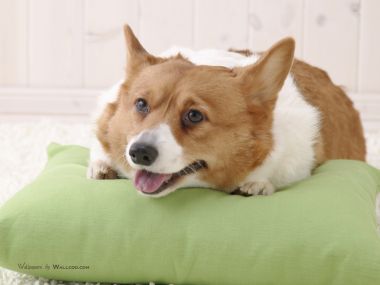 趴在绿色抱枕上的可爱威尔士柯基居家写真