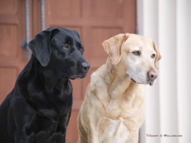 并排端坐的黑色与黄色拉布拉多犬