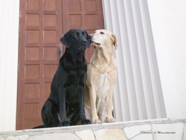 住宅门廊上的黑色与浅黄色拉布拉多犬