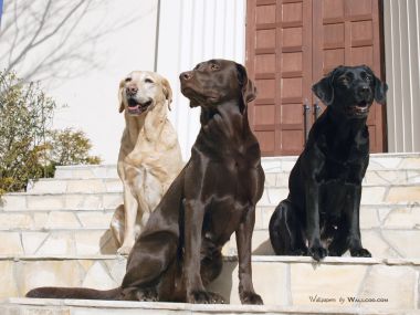 三只不同毛色拉布拉多犬住宅台阶合影