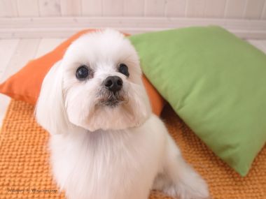可爱白色马尔济斯犬居家萌宠摄影壁纸