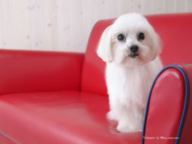 坐在红色皮沙发上的白色马尔济斯犬萌宠写真