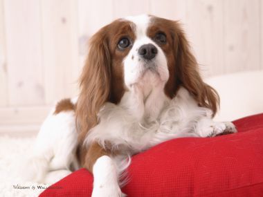 趴在红色抱枕上的查理士王小猎犬居家萌宠壁纸