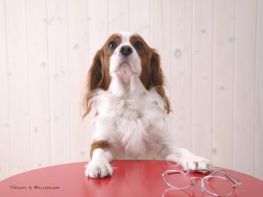 趴在红桌上的查理士王小猎犬萌宠写真壁纸