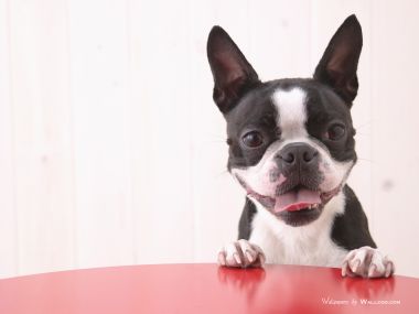 俏皮波士顿梗犬萌宠肖像高清壁纸
