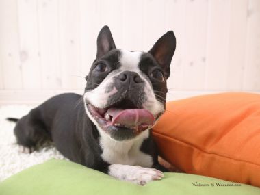 开心吐舌波士顿梗犬居家萌宠写真壁纸