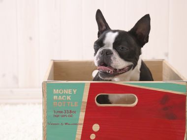 躲在彩色木箱中的波士顿梗犬萌宠居家写真