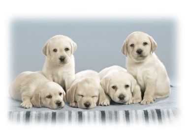 Cute Labrador Puppies Group
