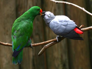 Eclectus And African Grey Parrots Interaction