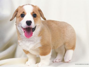 Happy Welsh Corgi Puppy Cute Pet Wallpaper