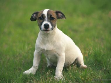 Jack Russell Terrier Puppy Sitting On Green Lawn