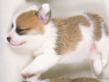 Sleeping Welsh Corgi Puppy Cute Pet Wallpaper