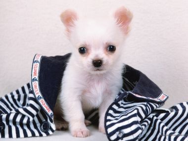 White Chihuahua Puppy Cute Pet Photography Wallpaper
