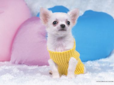 White Chihuahua Puppy In Yellow Sweater Cute Pet Wallpaper