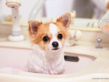 Cute Long Haired Chihuahua Sitting In Bathroom Sink