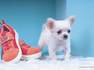 White Chihuahua Puppy And Red Kids Shoes Cute Pet Wallpaper