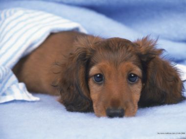 趴在蓝色床品上的长毛腊肠犬幼犬
