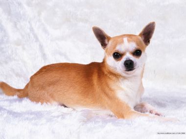 Cute Chihuahua Lying On White Fluffy Blanket Wallpaper