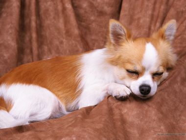 Sleepy Long Haired Chihuahua Resting Pet Photo