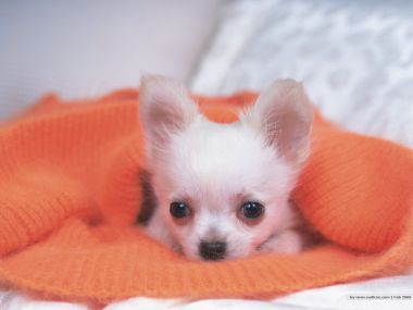 裹在橙色毛毯里的白色吉娃娃幼犬