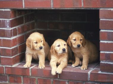 三只可爱金毛幼犬红砖墙休憩萌宠摄影
