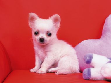 Cute Milky White Chihuahua Puppy Red Sofa Wallpaper