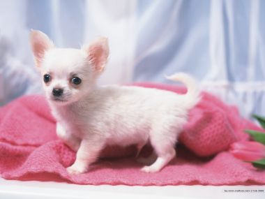 Cute White Chihuahua Puppy Pink Blanket Wallpaper