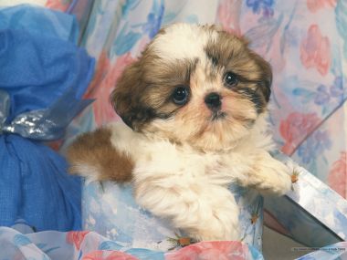 Cute Shih Tzu Puppy In Gift Box Pet Wallpaper