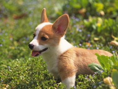 Cute Welsh Corgi Puppy On Spring Grass Photo Wallpaper