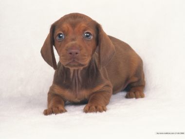 Cute Brown Dachshund Puppy Portrait On White Background