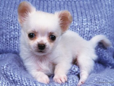 趴在蓝色针织毛毯上的白色吉娃娃幼犬