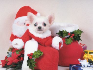 Cute Chihuahua Puppy Wearing Christmas Outfit Festive Wallpaper