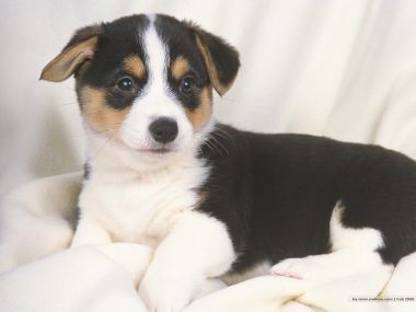 Cute Tricolor Welsh Corgi Puppy Hd Pet Wallpaper