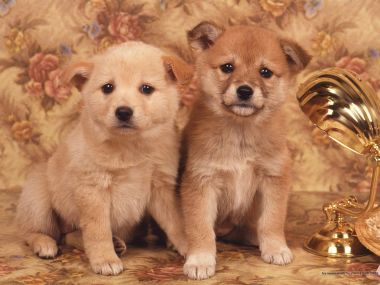 两只可爱柴犬幼犬居家萌宠写真壁纸