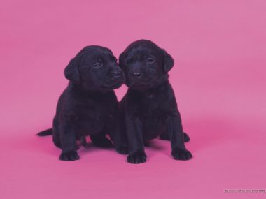 两只黑色拉布拉多幼犬粉色背景萌宠写真壁纸