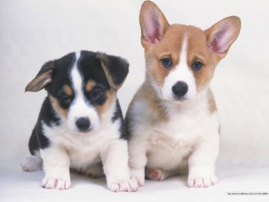 两只可爱威尔士柯基幼犬棚拍写真