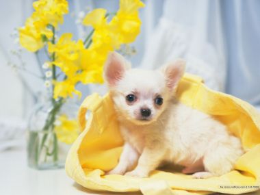 奶白色吉娃娃幼犬居家萌宠治愈壁纸