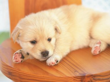 软萌浅奶黄色幼犬趴在木椅上 治愈萌宠壁纸