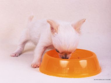 White Chihuahua Puppy Eating Cute Pet Wallpaper